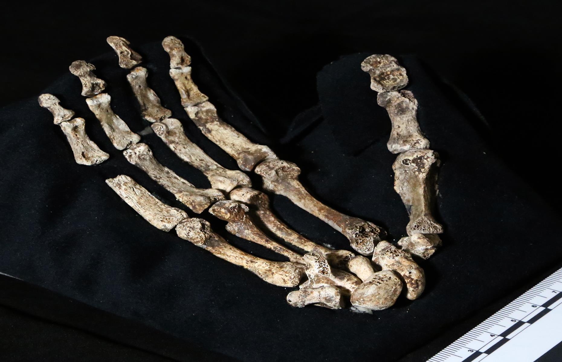 Homo naledi, South Africa, 2013
